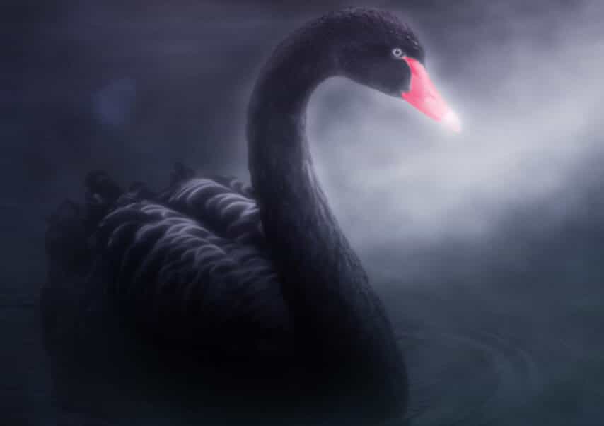 blackswanindia